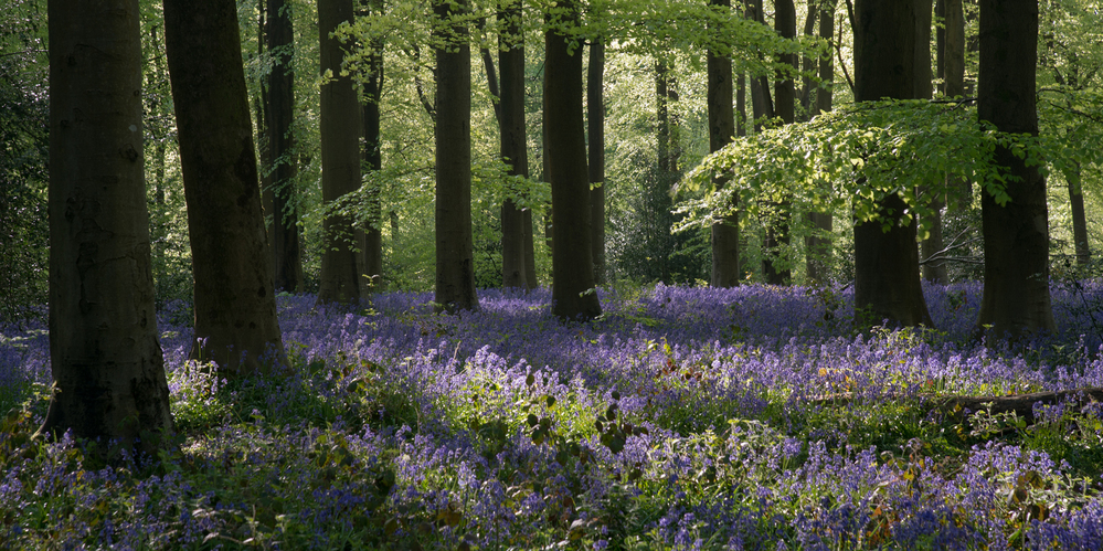 West Woods  Wiltshire Bluebells at Dawn 10